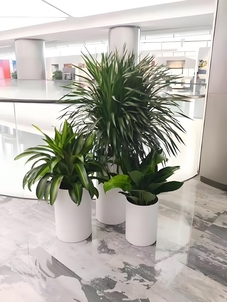 宁波余姚绿植出租方案，满足你对绿色的渴望